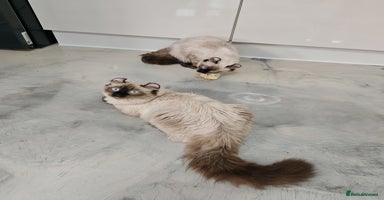American Curl cats in Oldham - Advert 3