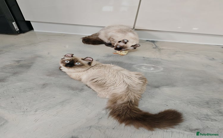 American Curl cats in Oldham - Advert 1