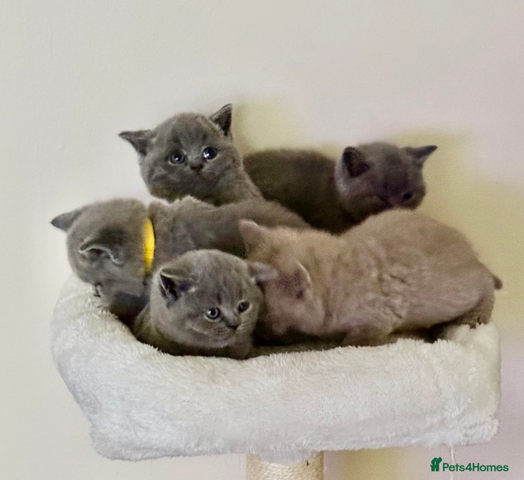British Shorthair cats for sale: british shorthair kittens  - Advert 4