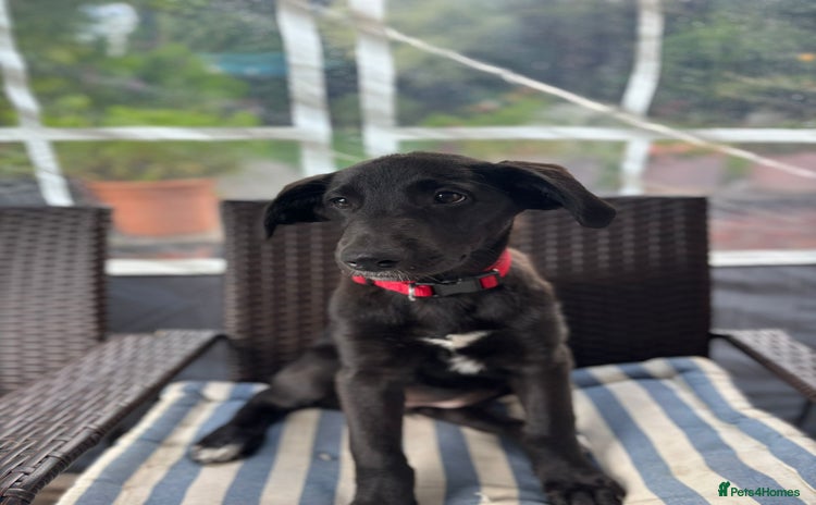 Mixed Breed dogs for sale - Advert 1
