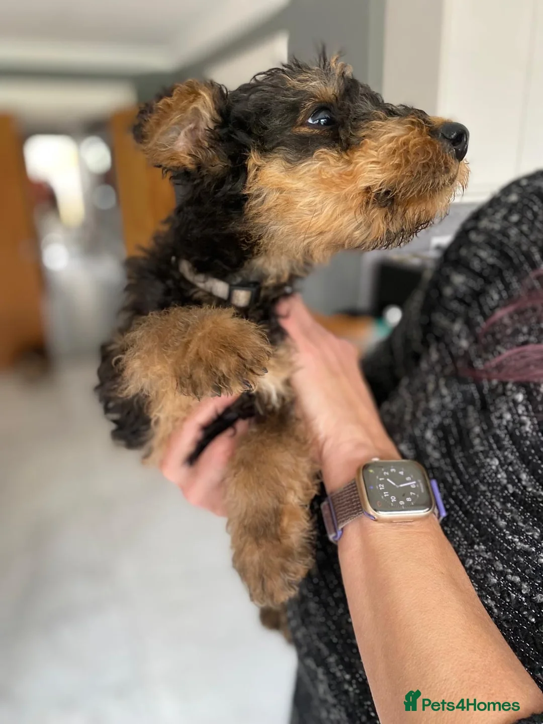 Airedale Terrier dogs for sale: Pure breed Airedale Terriers for sale - Advert 14
