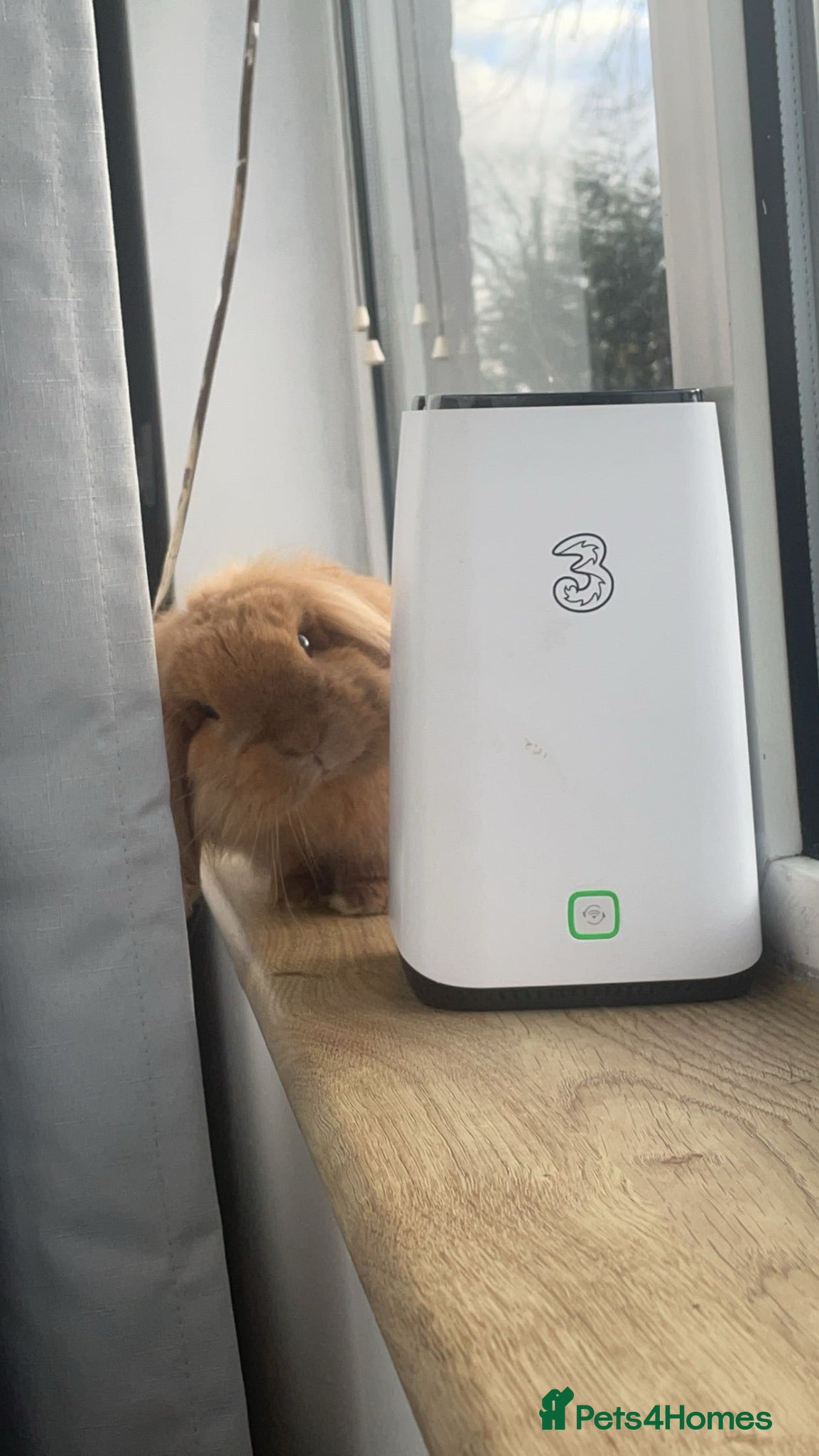 Mixed Breed rabbits Lovely Bonded rabbits + their belongings - Advert 2