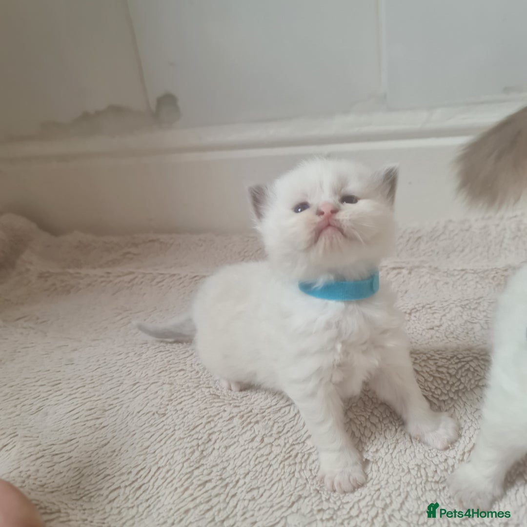 Ragdoll cats for sale: Pure ragdoll kitten LAST FEMALE AVAILABLE  - Advert 10