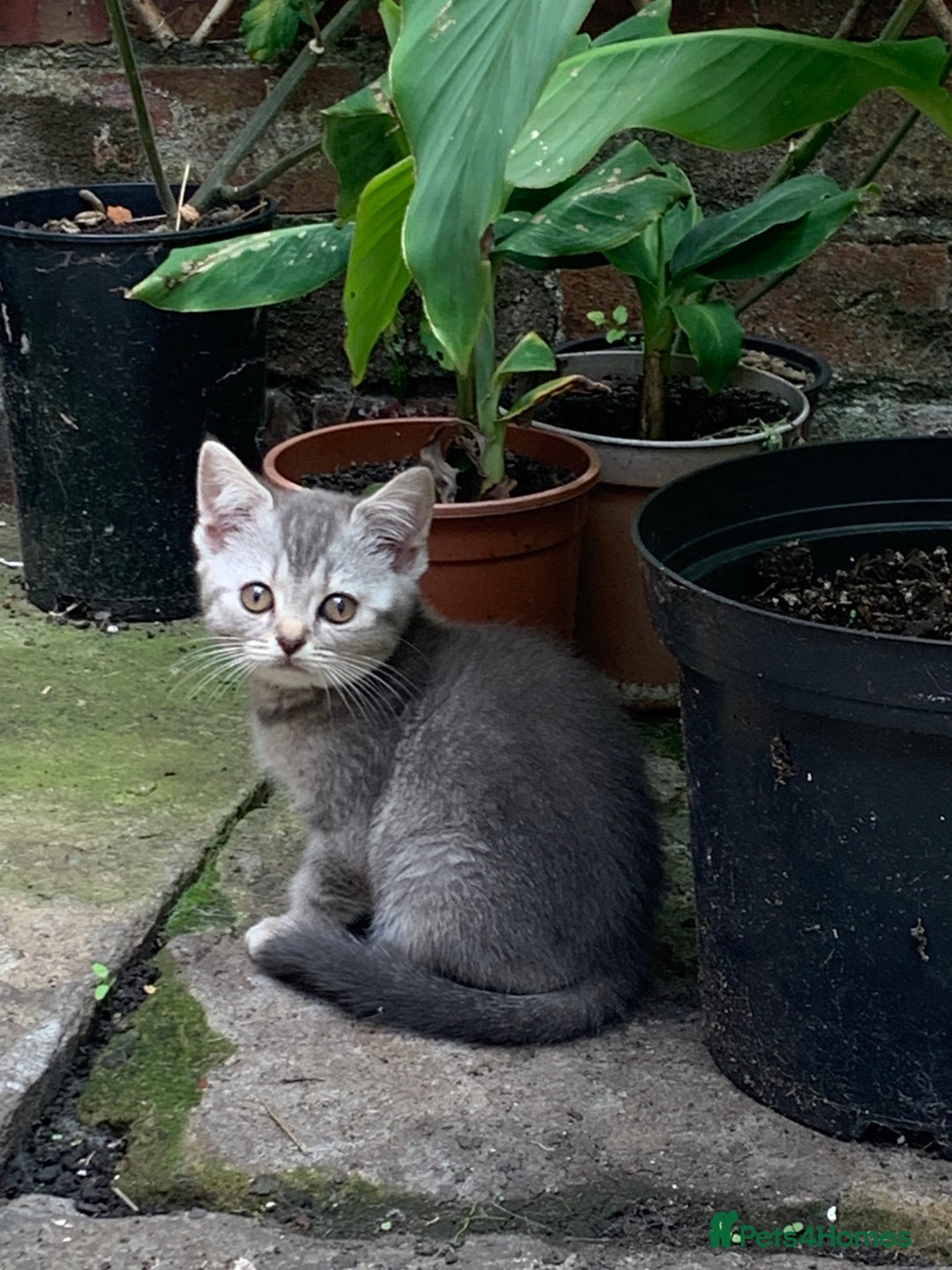 British Shorthair cats for sale: British shorthair kittens  - Image 9