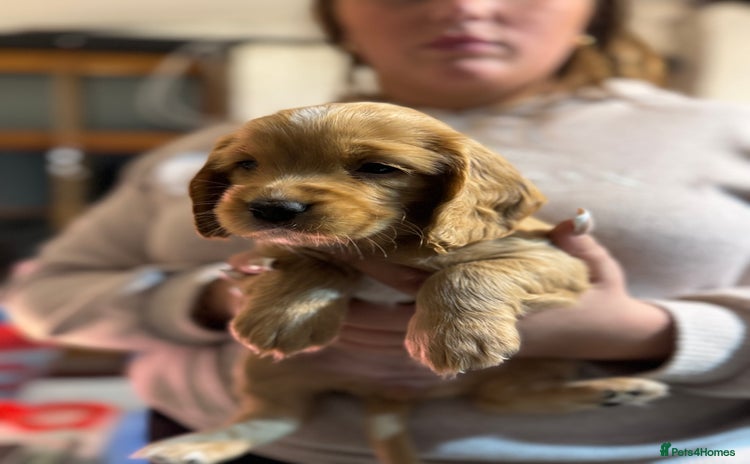 Cocker Spaniel dogs - Advert 11