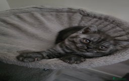 Scottish Fold cats for sale: Scottish straight ears kittens,READY NOW! - Image 4