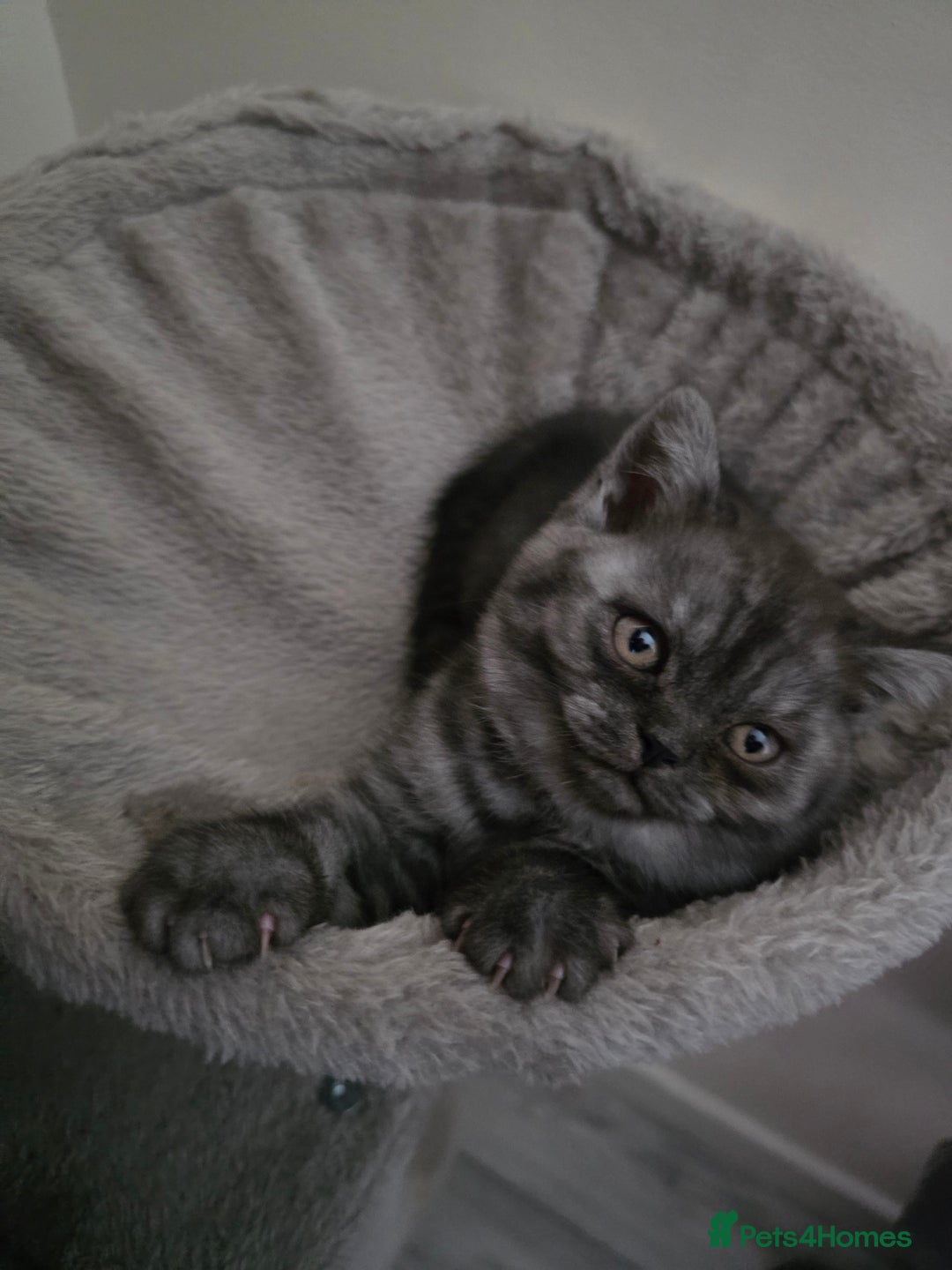 Scottish Fold cats for sale: Scottish straight ears kittens,READY NOW! - Image 4