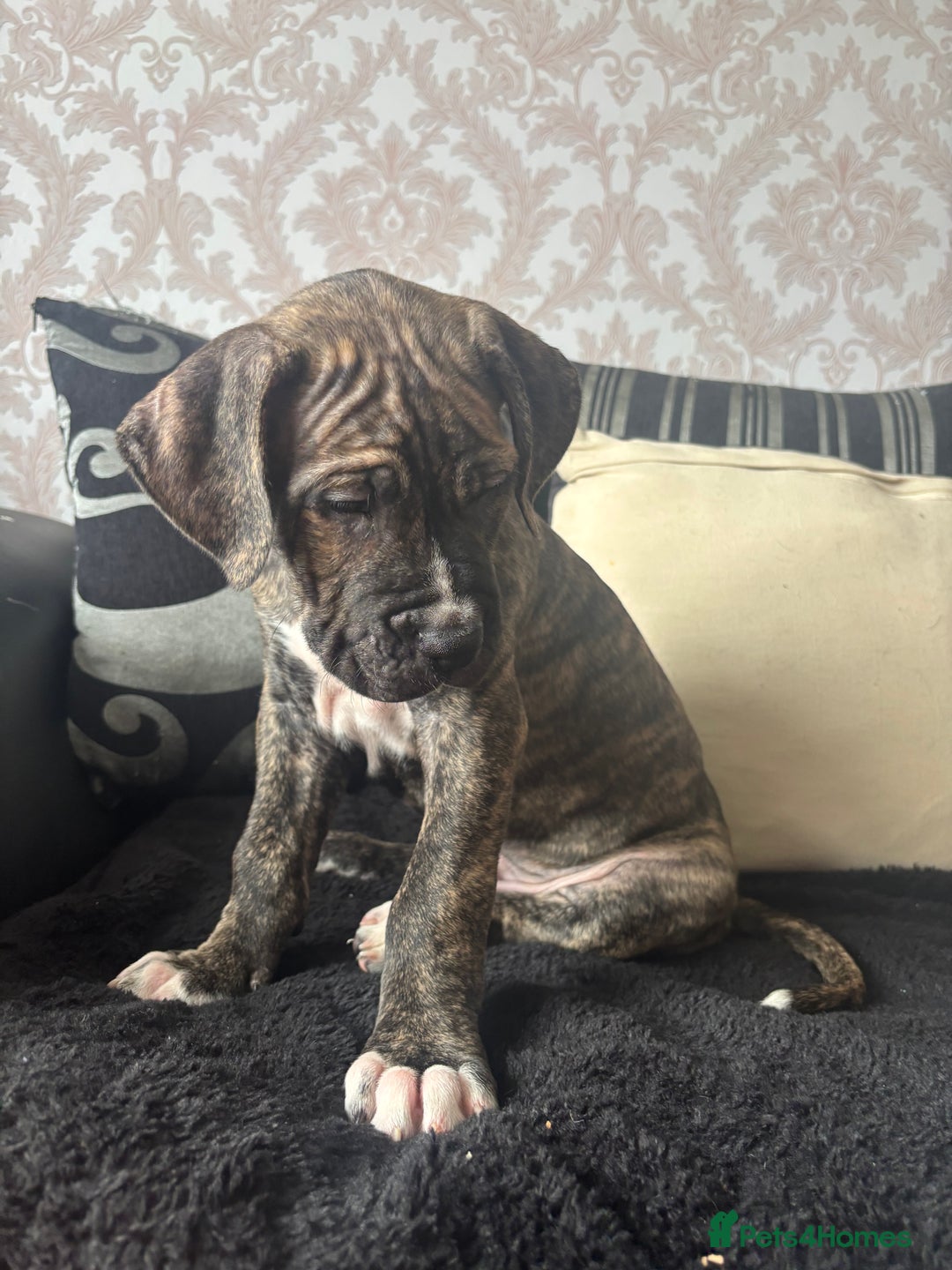 Cane Corso dogs for sale: Cane corso puppies - Image 14