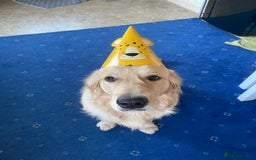 Golden Retriever dogs for stud: Proven Gorgeous Stud Dog - Image 14