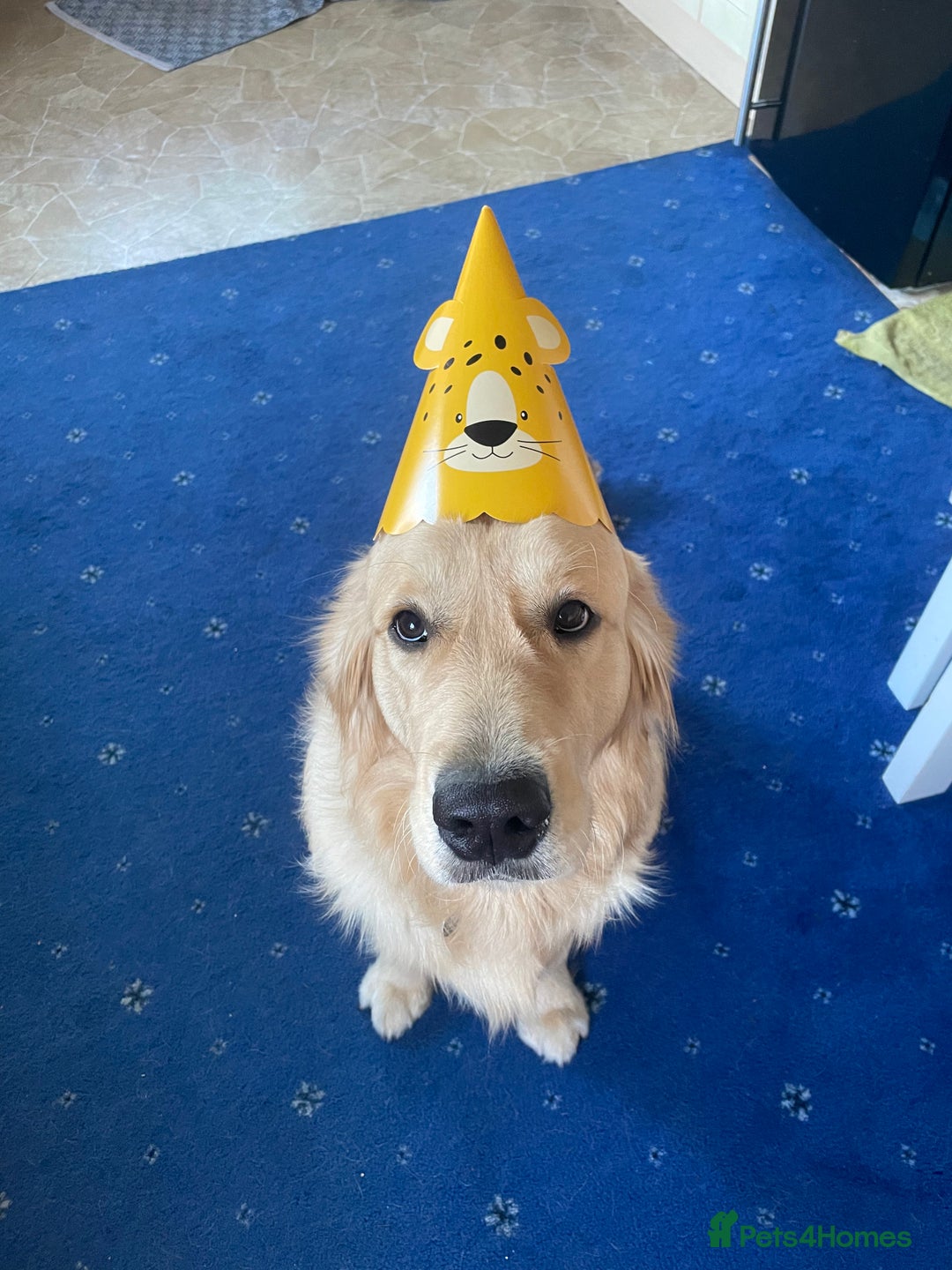 Golden Retriever dogs for stud: Proven Gorgeous Stud Dog - Image 14
