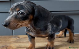 Dachshund dogs for sale: Ready Now, Male Black and Tan Dachshund  - Image 20