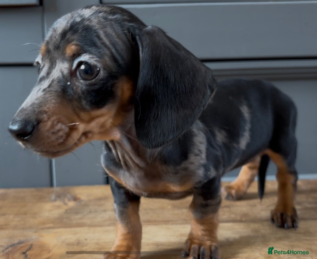 Dachshund dogs for sale: Ready Now, Male Black and Tan Dachshund  - Image 20