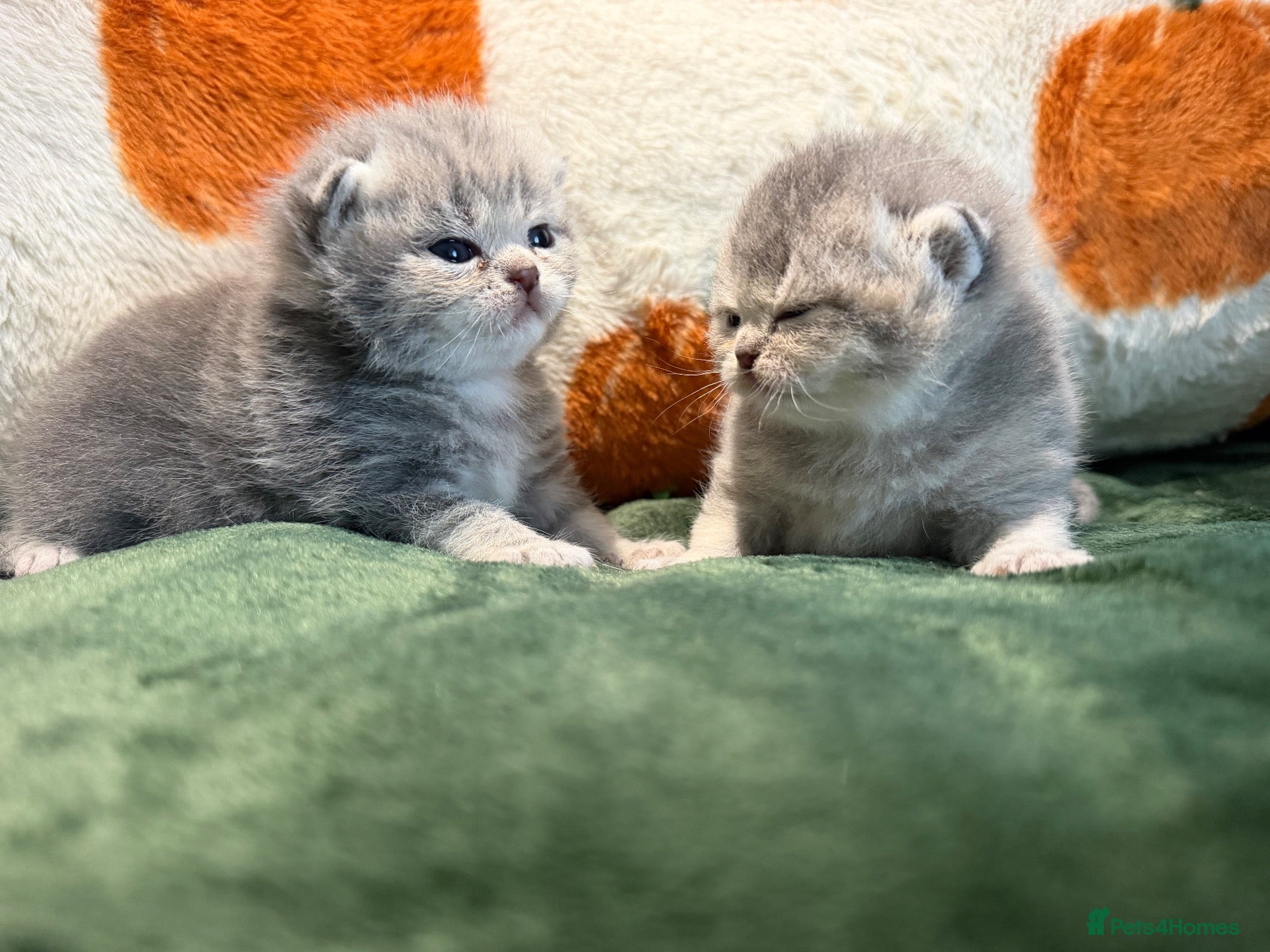 British Shorthair cats REDUCED‼️Rare🌸2X British Shorthair Girls Kittens  - Advert 13