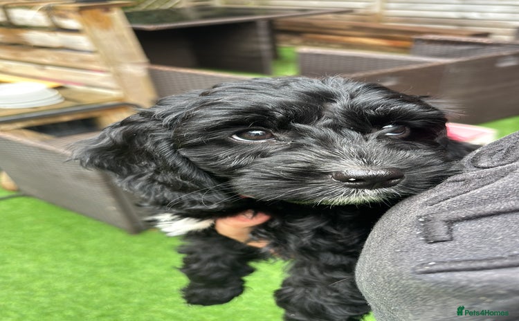 Cockapoo dogs - Advert 1