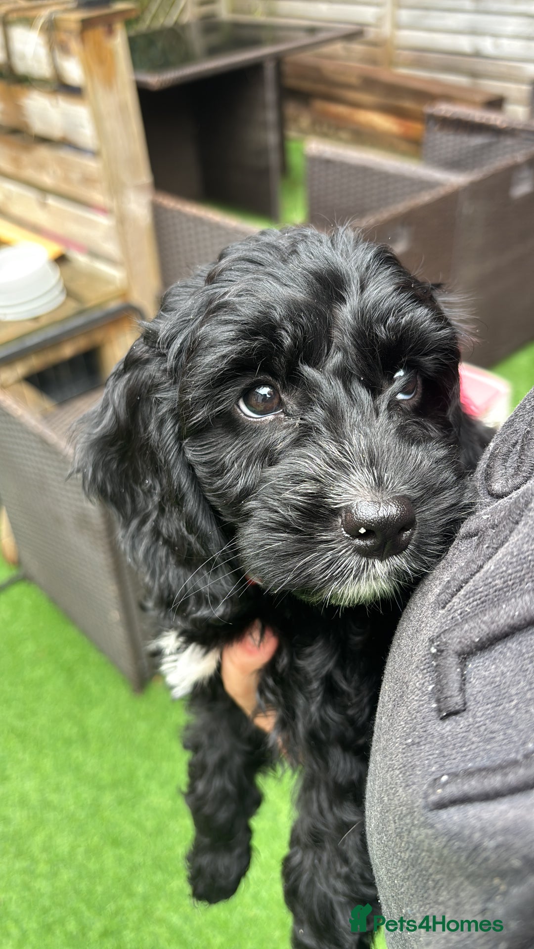Cockapoo dogs for sale: 1 female Cockerpoo puppy ❤️ - Image 1