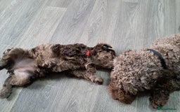 Cockapoo dogs for sale: bold and beautiful F2 miniature cockapoo - Image 3