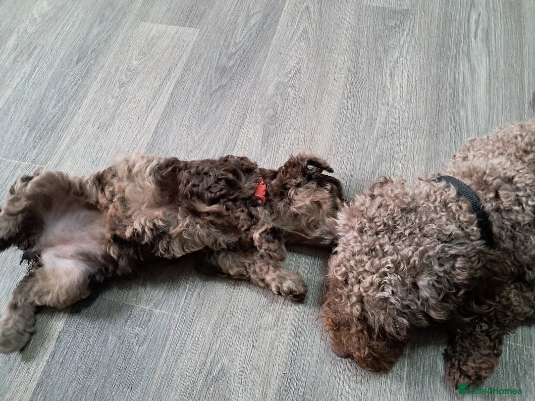 Cockapoo dogs for sale: bold and beautiful F2 miniature cockapoo - Image 3