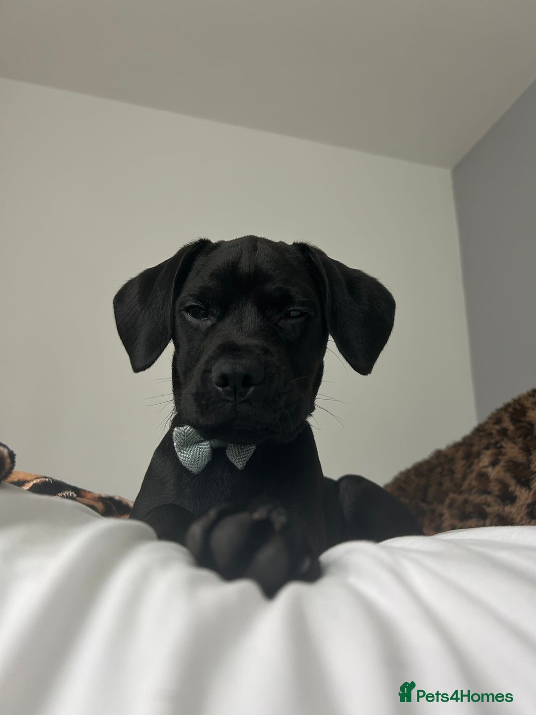 Mixed Breed dogs for sale: Benny - Advert 4