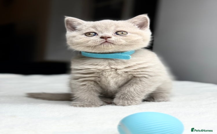 Scottish Fold cats - Advert 3