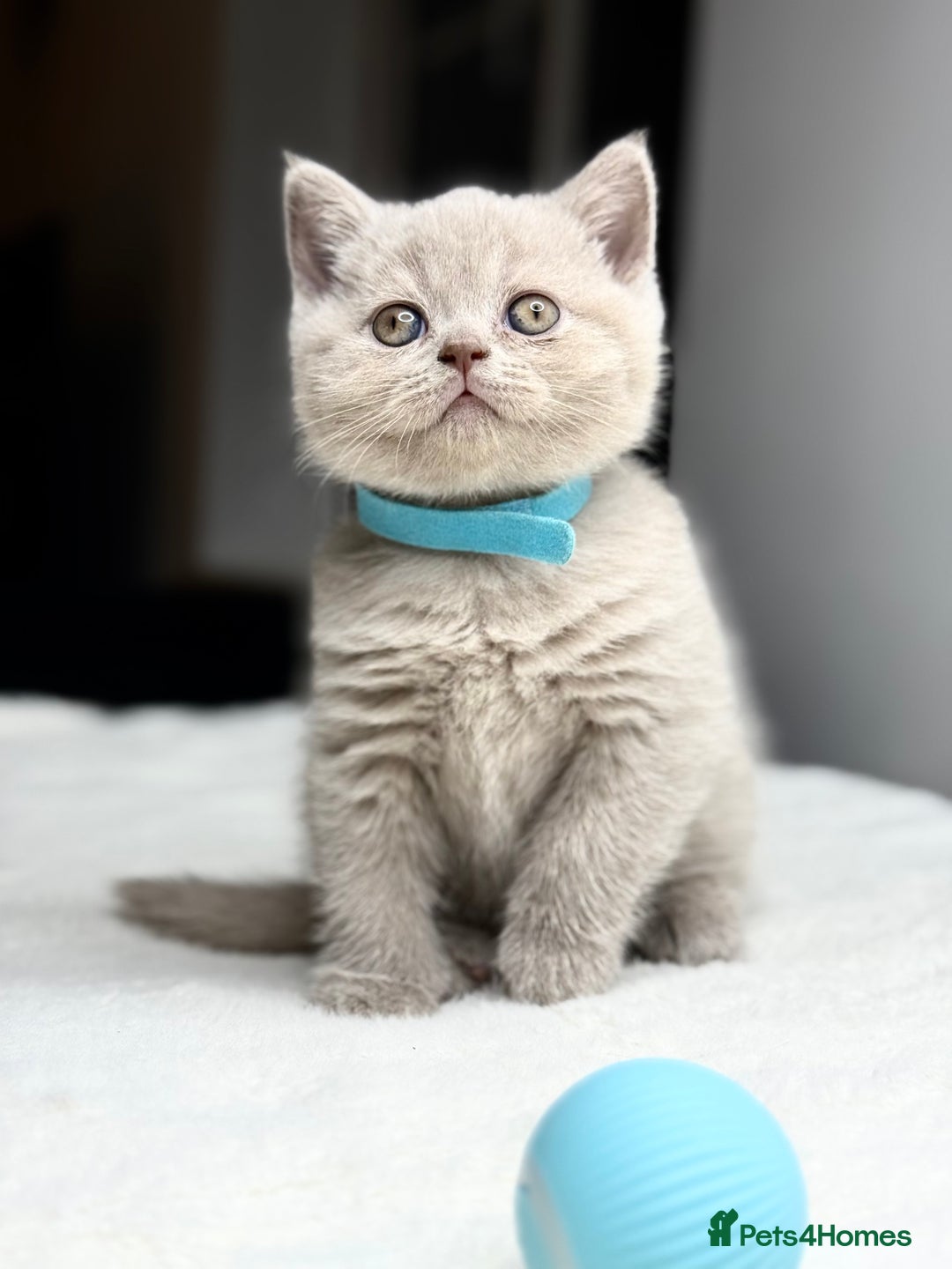 Scottish Fold cats for sale: Scottish straight - Image 19