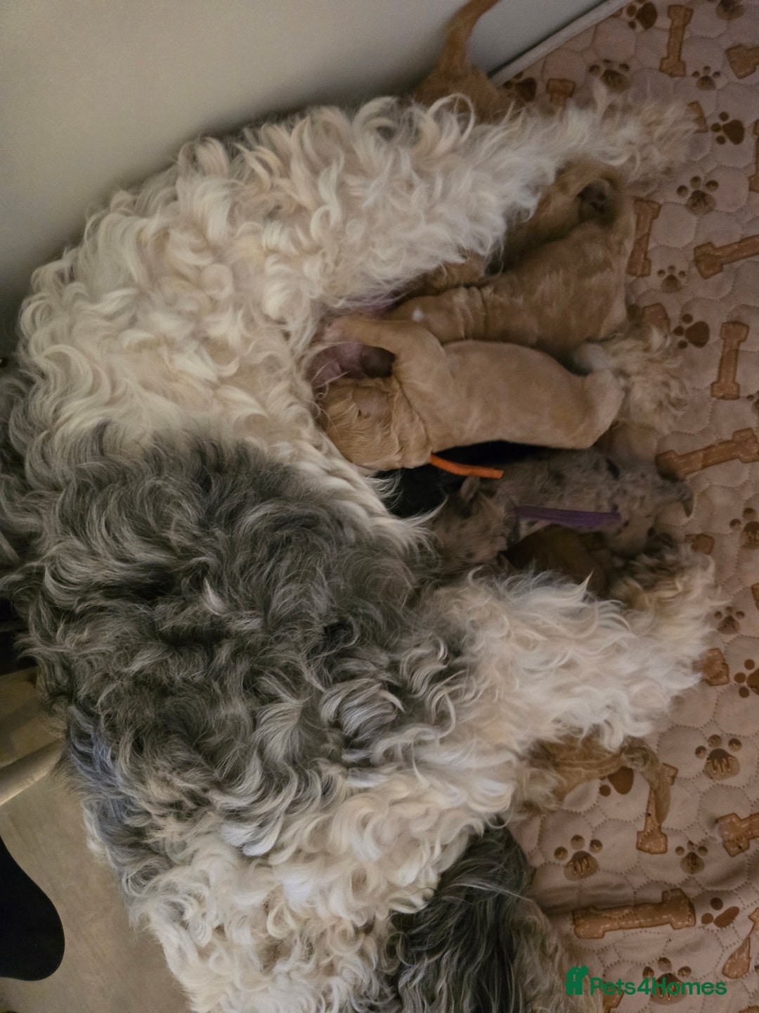 Cavapoo dogs for sale: Cavapoo F1B pups licensed Breeder/health tested  - Image 25