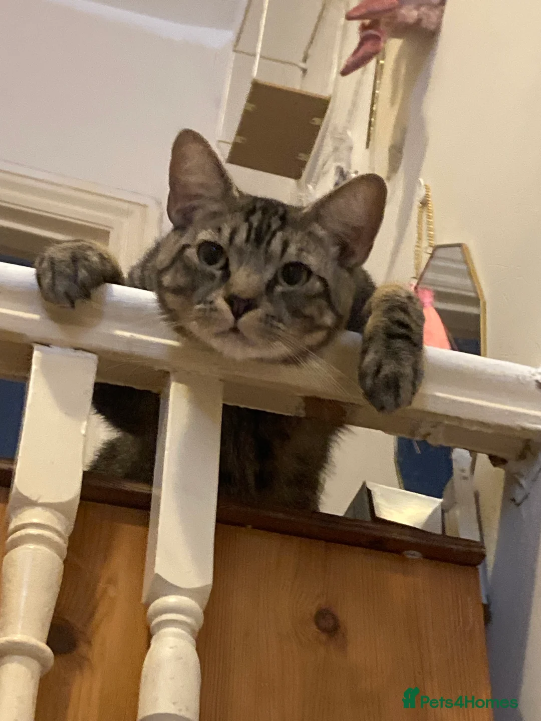 Mixed Breed cats for sale: 3 kittens for sale - Advert 2