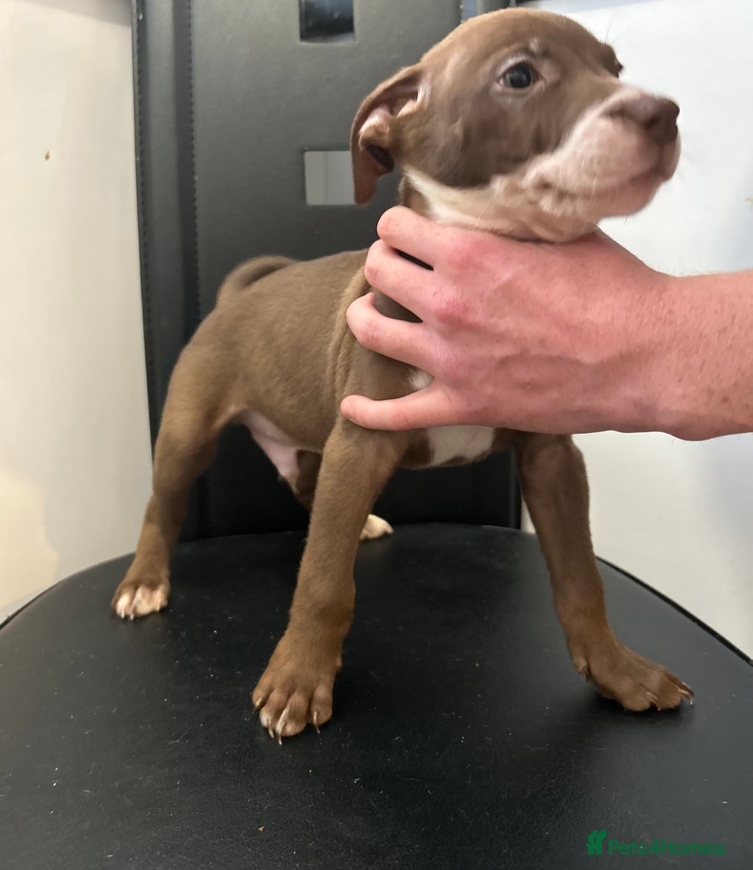 Mixed Breed dogs for sale: Mastiff x Shar pei puppies  - Image 3