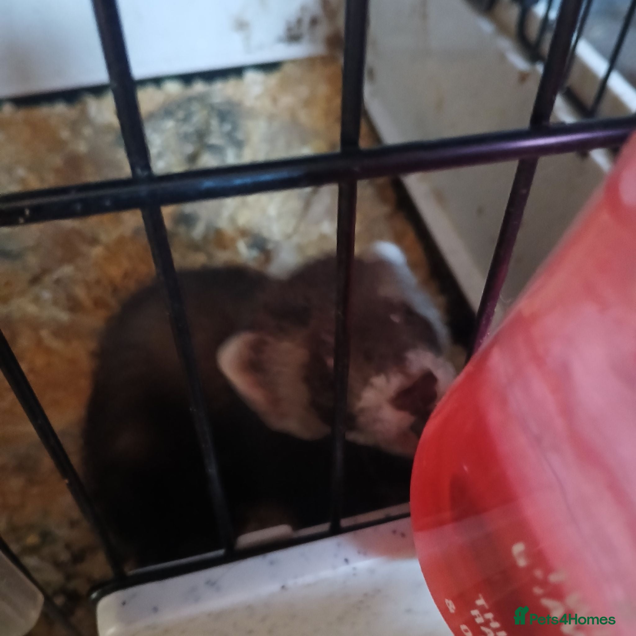 Ferret rodents Baby ferret hob - Advert 11