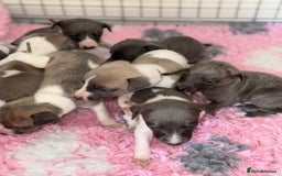 Whippet dogs for sale: 🏡 Ready Saturday! Kennel Club Whippet Puppies 🐾 - Image 13