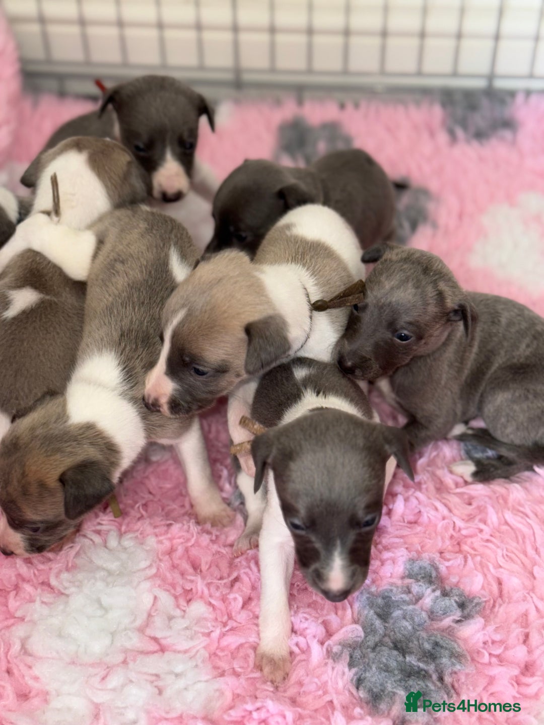 Whippet dogs for sale: 🏡 Ready Saturday! Kennel Club Whippet Puppies 🐾 - Image 13