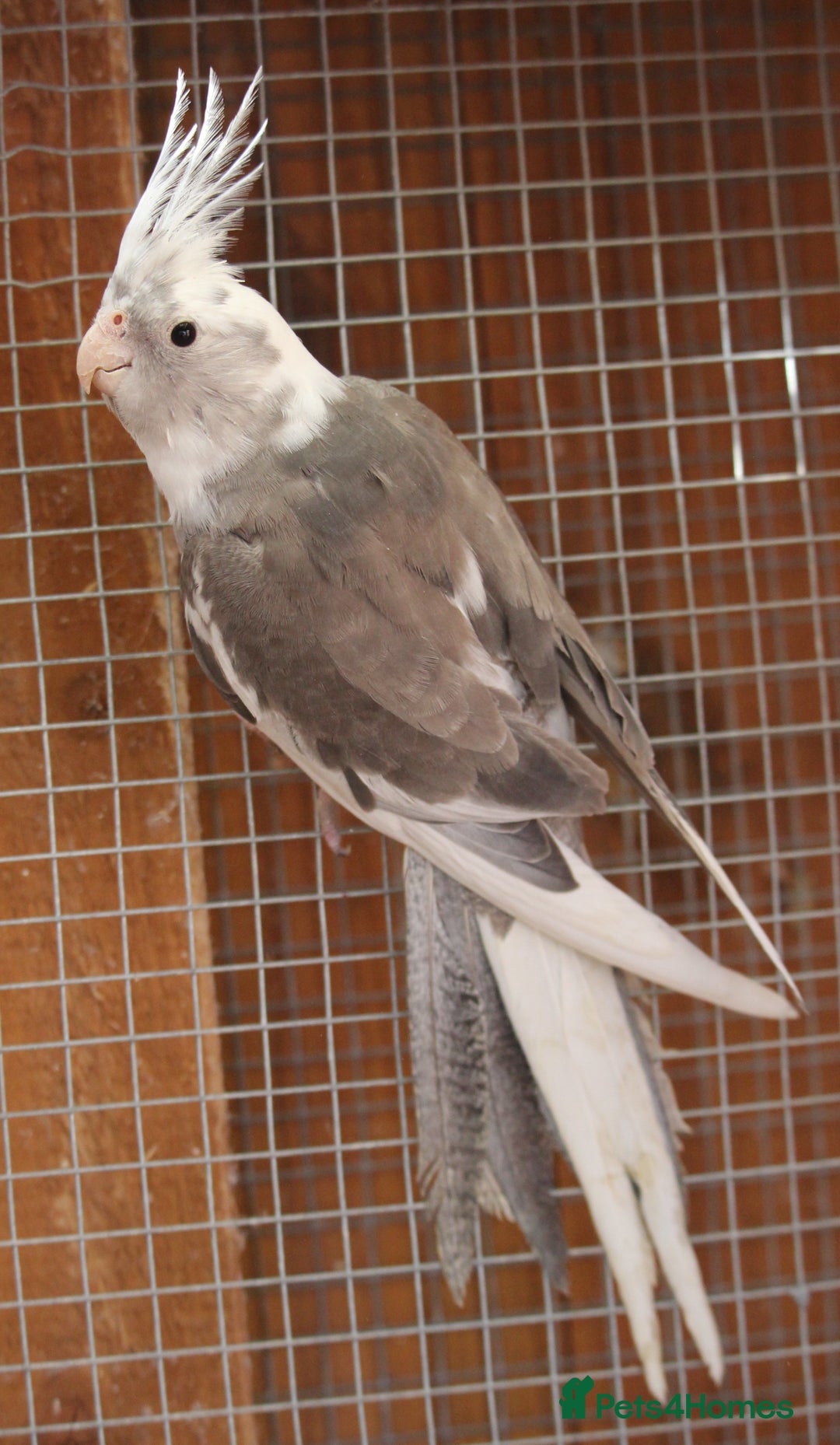 Cockatiels birds for sale: Young Whiteface Cockatiels for Sale in Southport - Advert 6