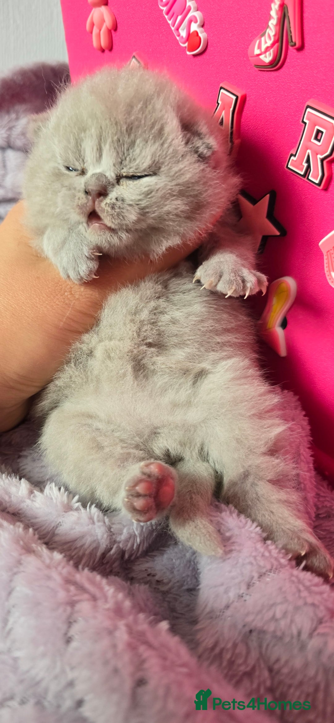 British Shorthair cats for sale: 2 LILAC BOYS CHUBBY BEAUTIES - Image 8