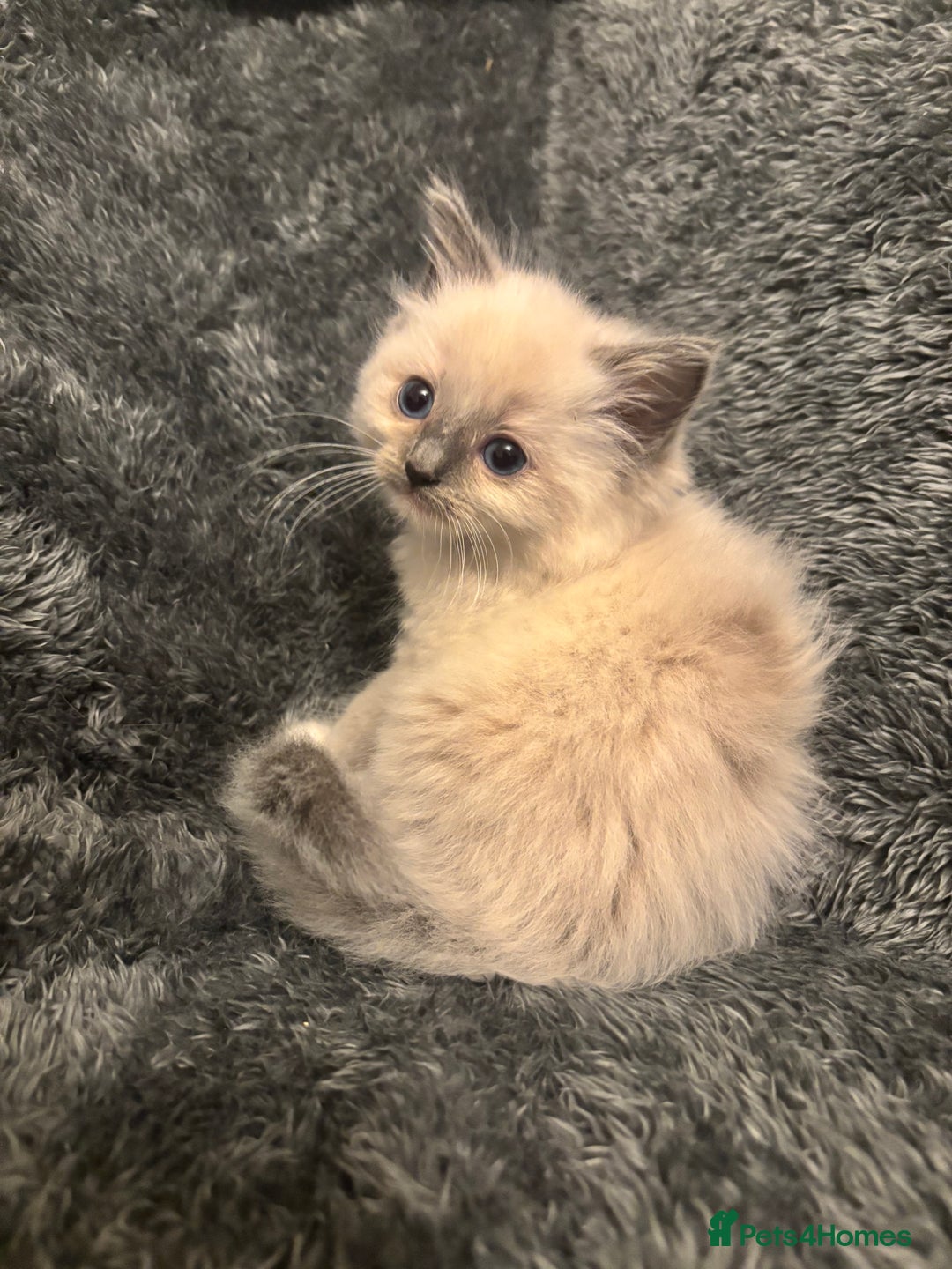 Ragdoll cats for sale: AMAZING QUALITY PEDIGREE HCM/PKD CLEAR KITTENS  - Image 28