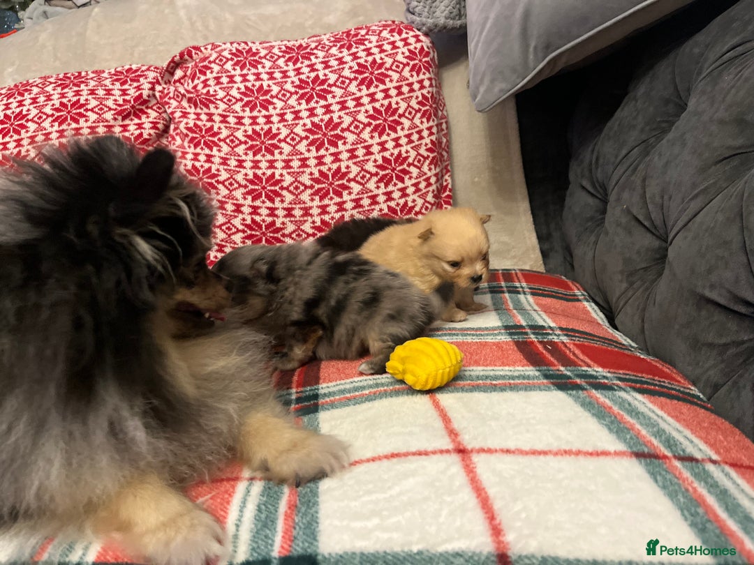 Pomeranian dogs for sale: Stunning Pomeranian puppys - Advert 29