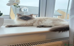 Ragdoll cats for sale: SUPER FLUFFY GORGEOUS BOY RAGDOLL KITTENS - Image 3