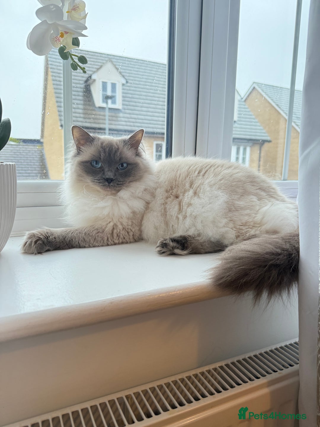 Ragdoll cats for sale: SUPER FLUFFY GORGEOUS BOY RAGDOLL KITTENS - Image 3
