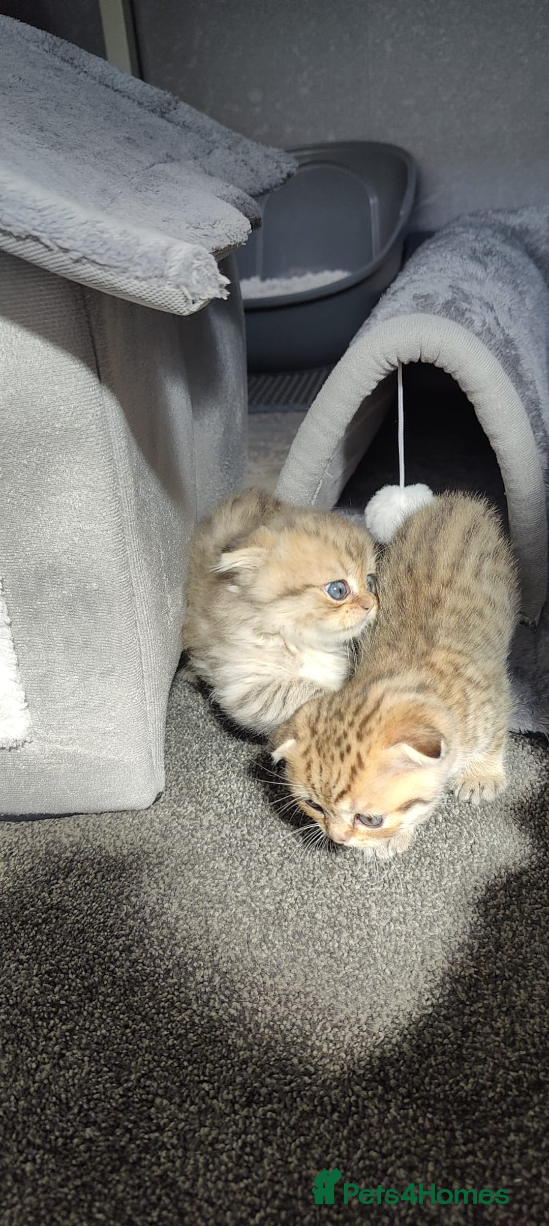 Scottish Fold cats for sale: 5 Scottish Folds - Image 2