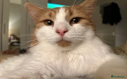 British Longhair cats for sale: 2 beautiful and loving boys - Image 3