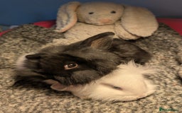 Mini Lion Lop rabbits for sale: Mini Lion Lop bunnies - Image 2