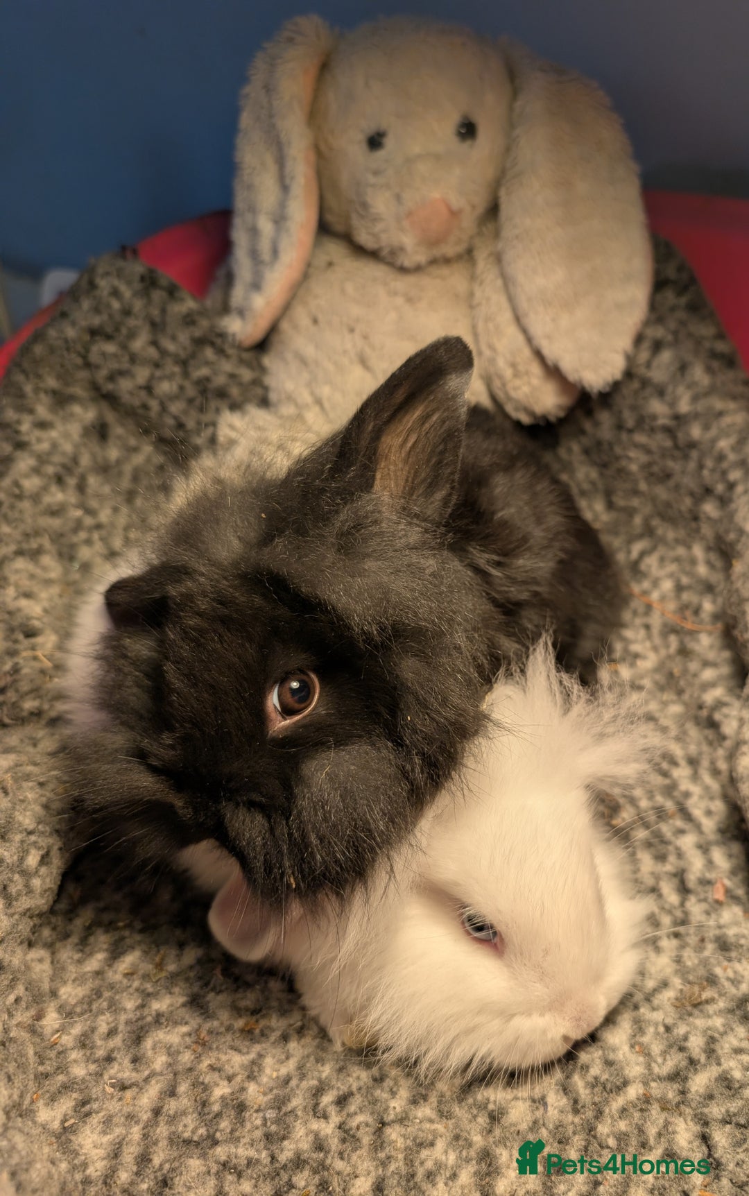 Mini Lion Lop rabbits for sale: Mini Lion Lop bunnies - Image 2