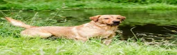 Labrador Retriever dogs for stud: Fully Health Tested Fox Red Labrador in Radstock - Advert 10