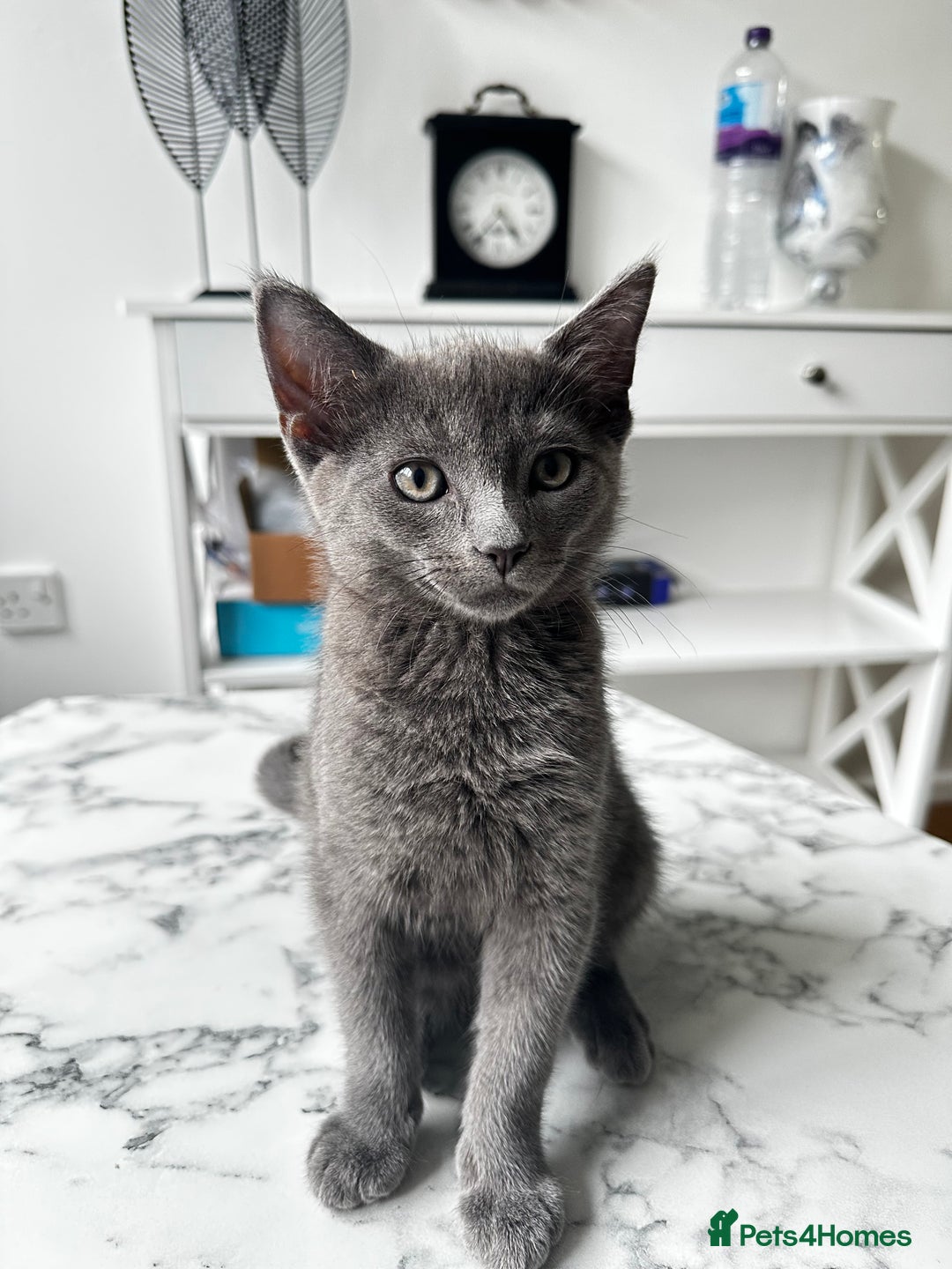 British Shorthair cats for sale: British shorthair-ragdoll mixed - Image 3
