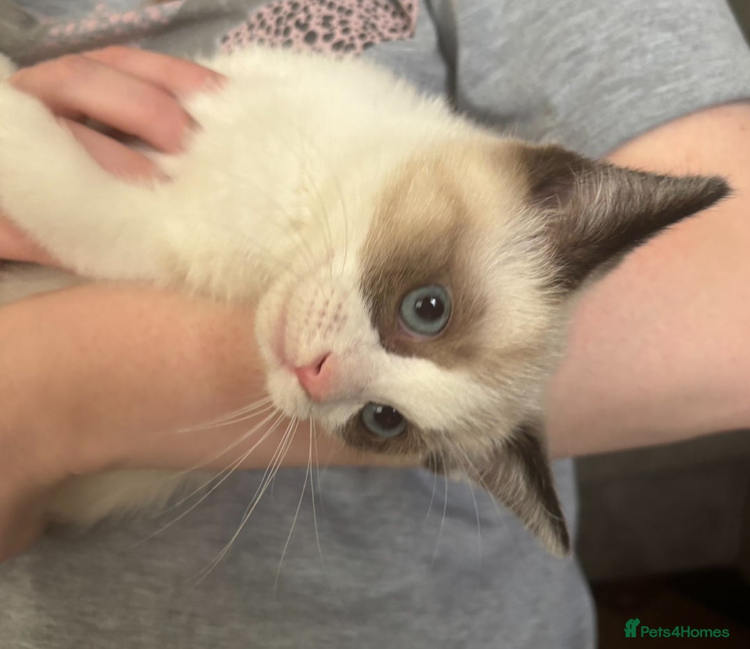 Ragdoll cats for sale: 7 month old Ragdoll female kitten - Image 5
