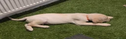 Labrador Retriever dogs for sale: Ready to leave labrador puppies 2girl 3male left  - Advert 17