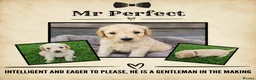 Goldendoodle dogs for sale: Beautiful Home-Raised F1 Goldendoodles Ready 23/7 - Advert 9