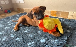 Rhodesian Ridgeback dogs for sale: Ridgeback: Chunky, Large Paws and Full Ridges  in Buckley - Image 24