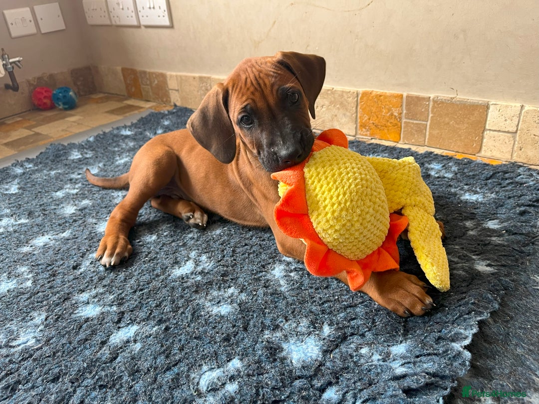 Rhodesian Ridgeback dogs for sale: Ridgeback: Chunky, Large Paws and Full Ridges  in Buckley - Image 24