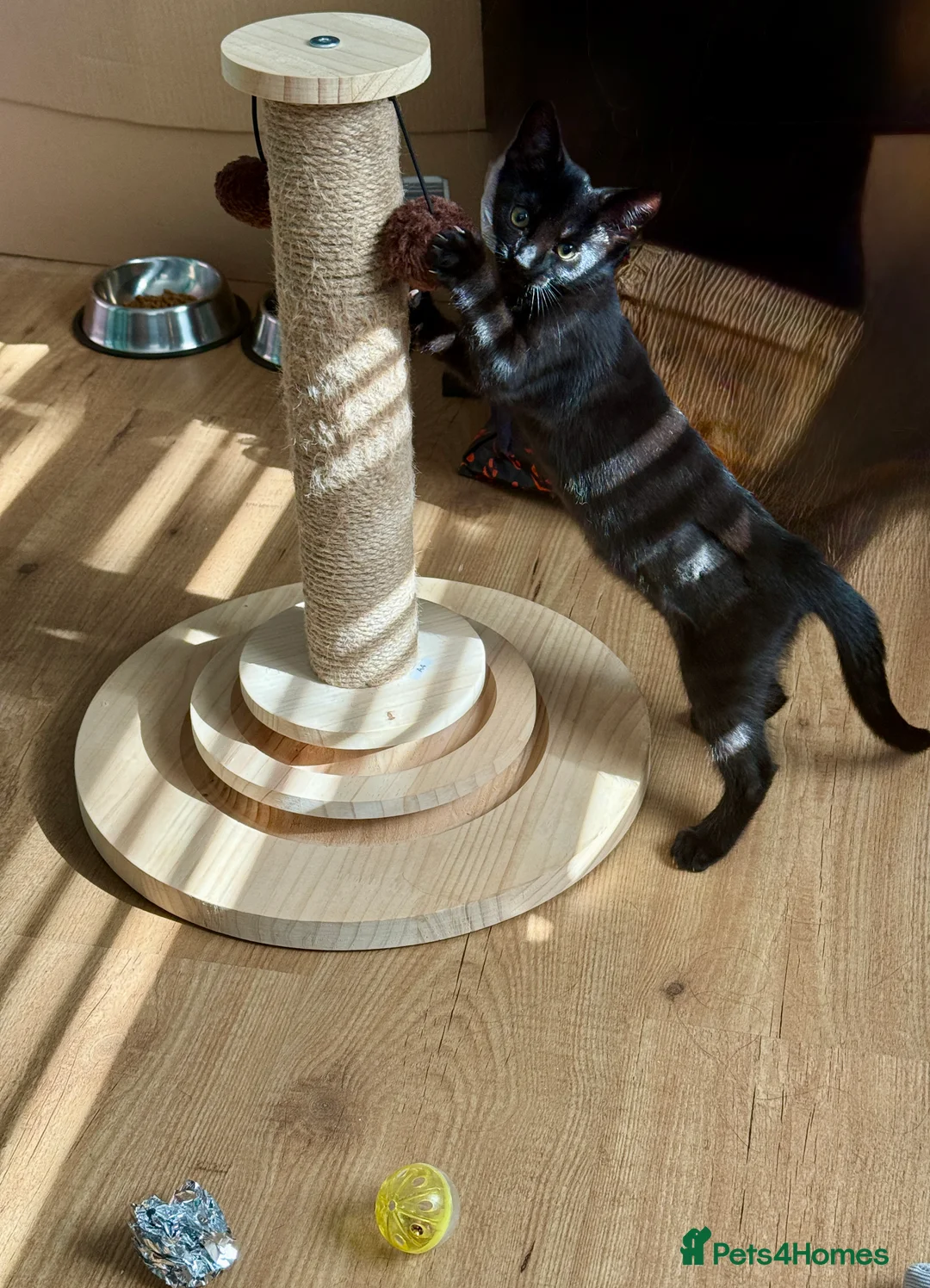 Mixed Breed cats for sale: Domestic short haired kitten  - Advert 2