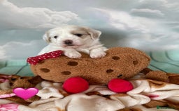 Malshi dogs for sale: Only 4 fantastic Malshi’s left - Image 7
