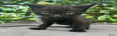 British Shorthair 4